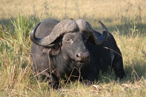 Buffalo resting 